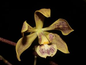 Encyclia oncidioides