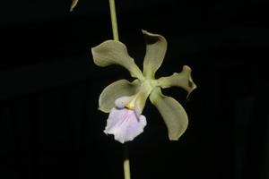 Encyclia osmantha