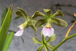 Encyclia osmantha