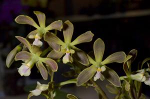 Encyclia osmantha