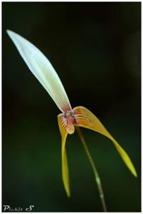 Bulbophyllum quadrangulare