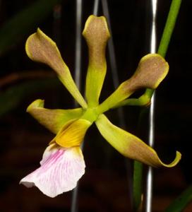 Encyclia pauciflora