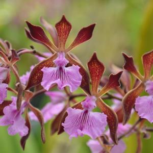 Encyclia phoenicea