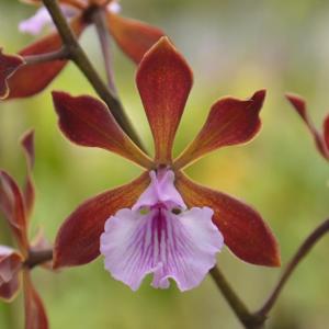 Encyclia phoenicea