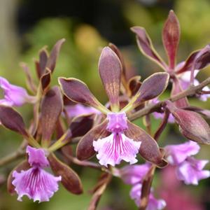 Encyclia phoenicea