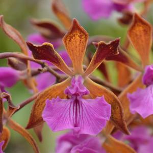 Encyclia phoenicea