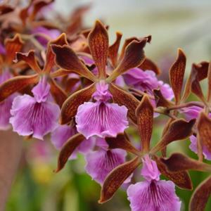 Encyclia phoenicea