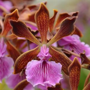 Encyclia phoenicea