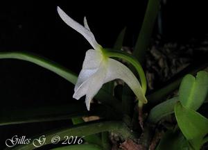 Angraecum cucullatum