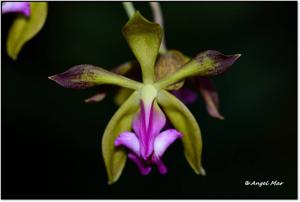 Encyclia plicata