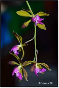 Encyclia plicata