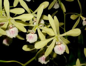 Encyclia profusa