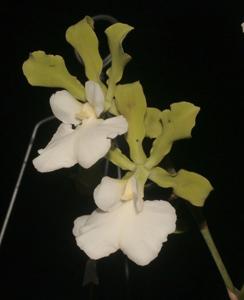 Encyclia randii