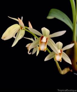 Coelogyne trinervis