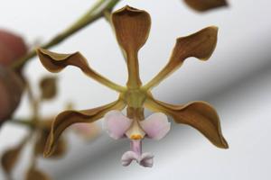 Encyclia selligera