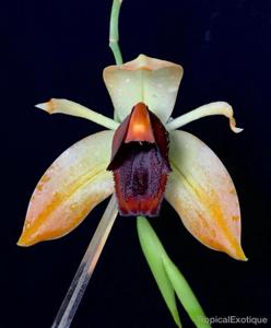 Coelogyne usitana