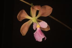 Encyclia spiritusanctensis