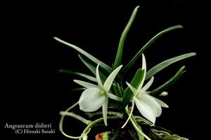 Angraecum didieri