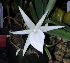 Angraecum didieri