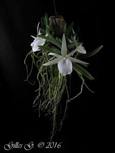 Angraecum didieri