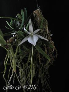 Angraecum didieri