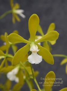 Encyclia tampensis