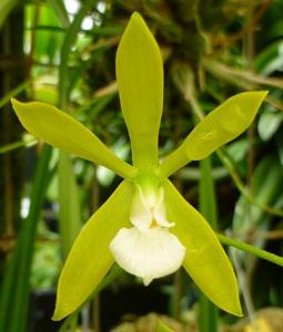 Encyclia tampensis