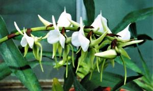 Angraecum eburneum