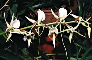 Angraecum eburneum