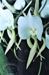 Angraecum eburneum