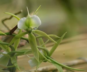 Angraecum eburneum