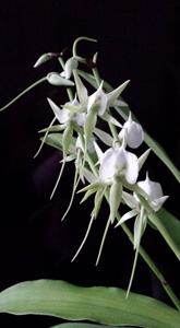 Angraecum eburneum