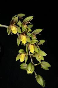 Catasetum schunkei