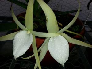 Angraecum elephantinum