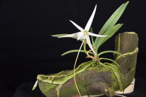 Angraecum elephantinum