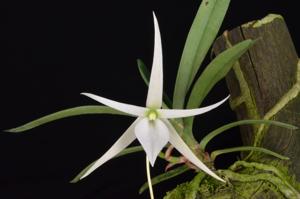 Angraecum elephantinum