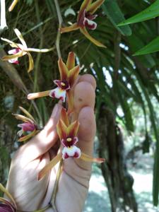 Cymbidium finlaysonianum