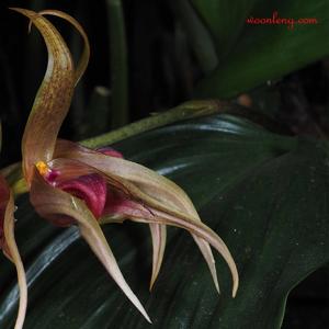 Bulbophyllum ericssonii