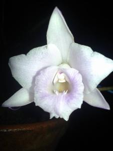 Cattleya alaorii