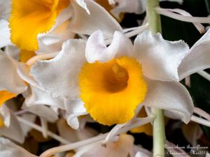 Dendrobium thyrsiflorum