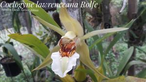 Coelogyne lawrenceana