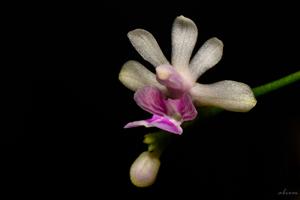 Phalaenopsis deliciosa