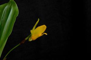 Lycaste aromatica