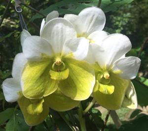 Vanda sanderiana