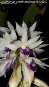 Dendrobium amethystoglossum