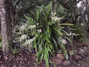 Angraecum longicalcar