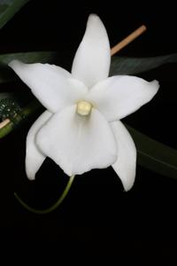 Angraecum magdalenae