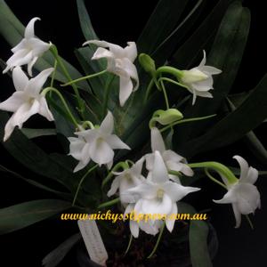 Angraecum magdalenae