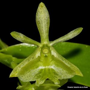 Epidendrum boricuarum