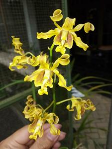 Dendrobium conanthum
